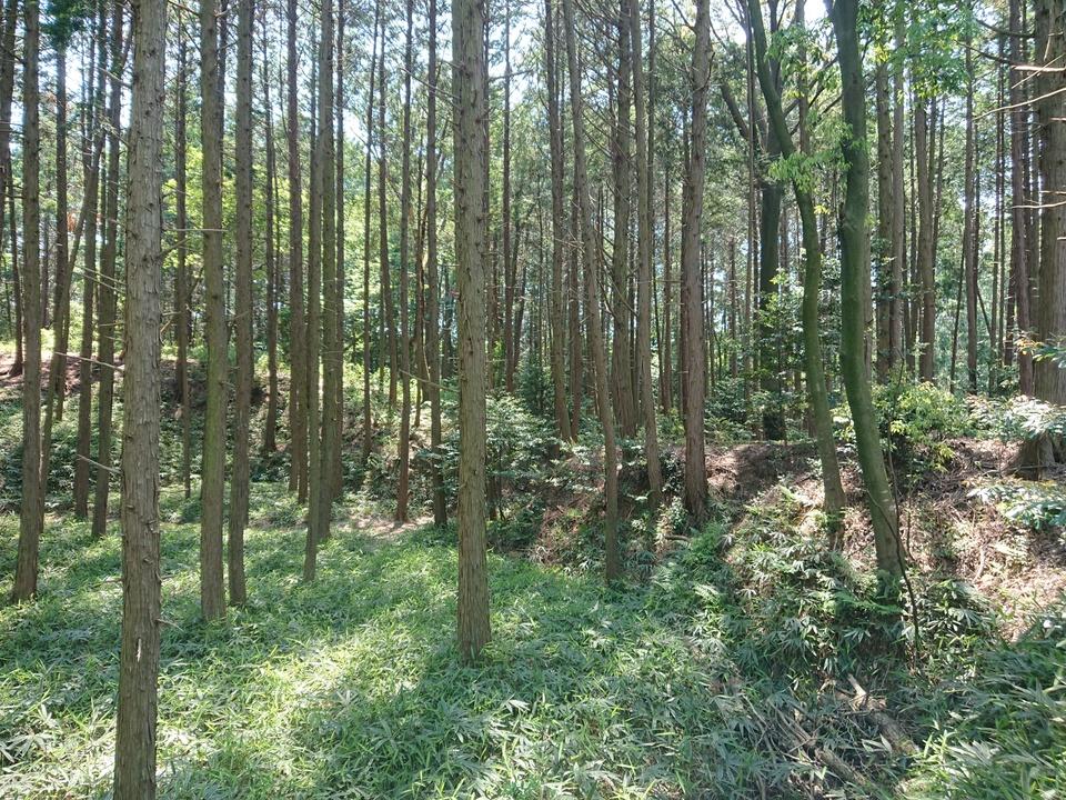 甲賀郡中惣城館