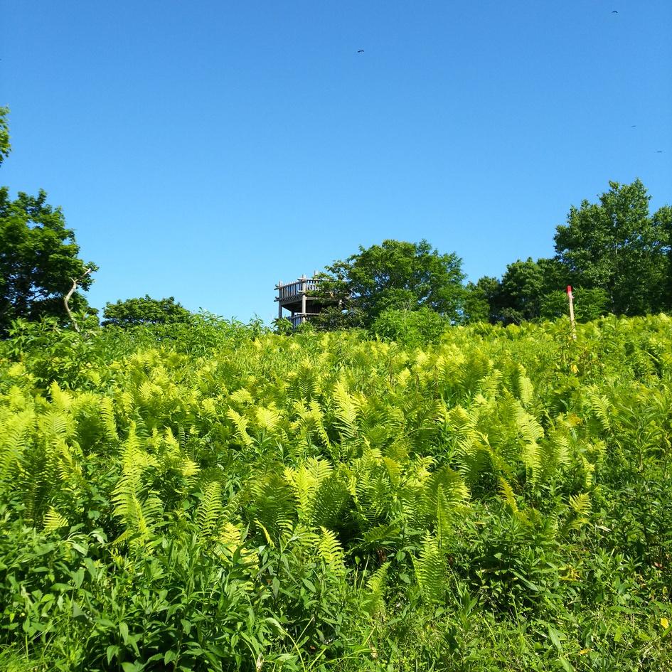 釧路川流域チャシ