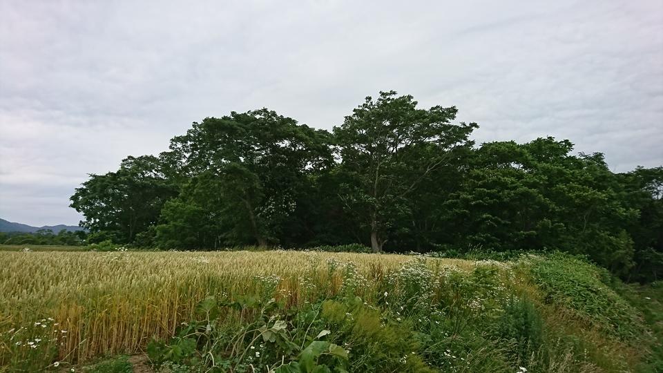 鶴沼チャシ