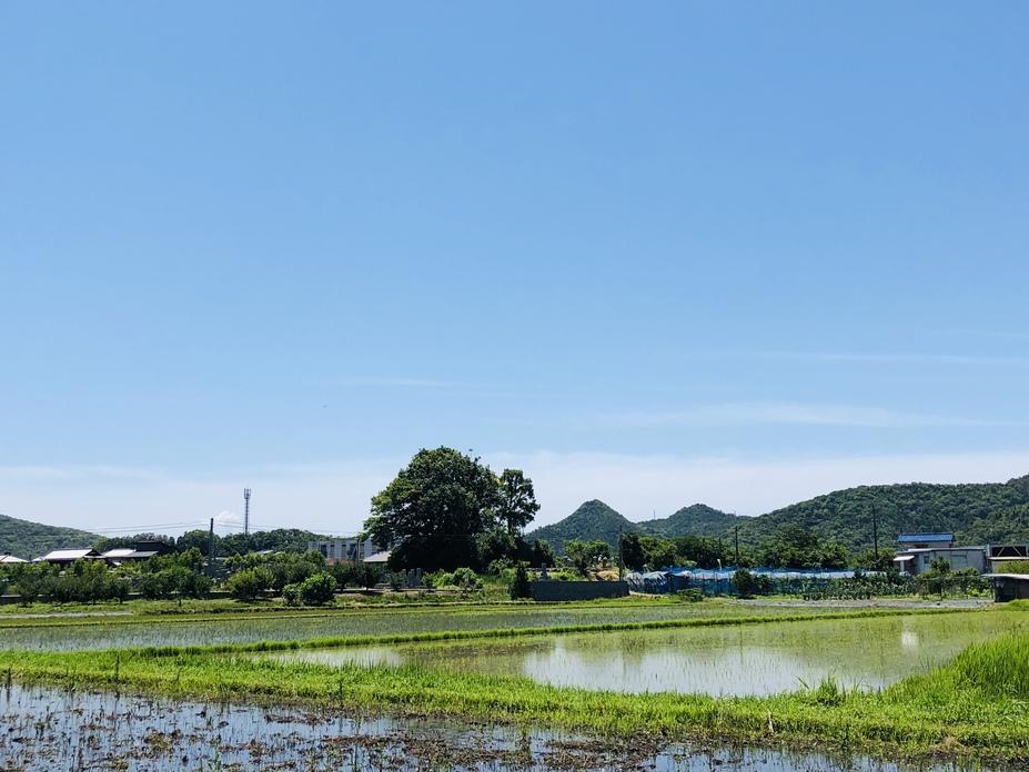 沼城
