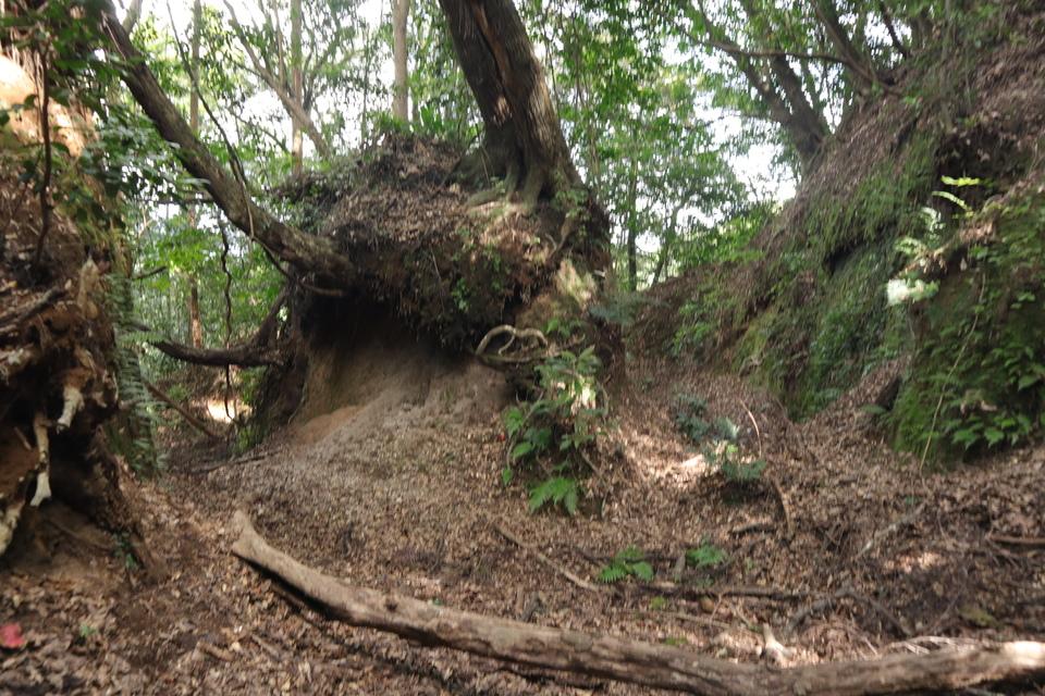 蒲生城