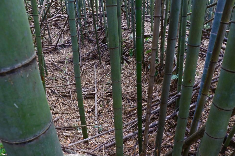 佐治城