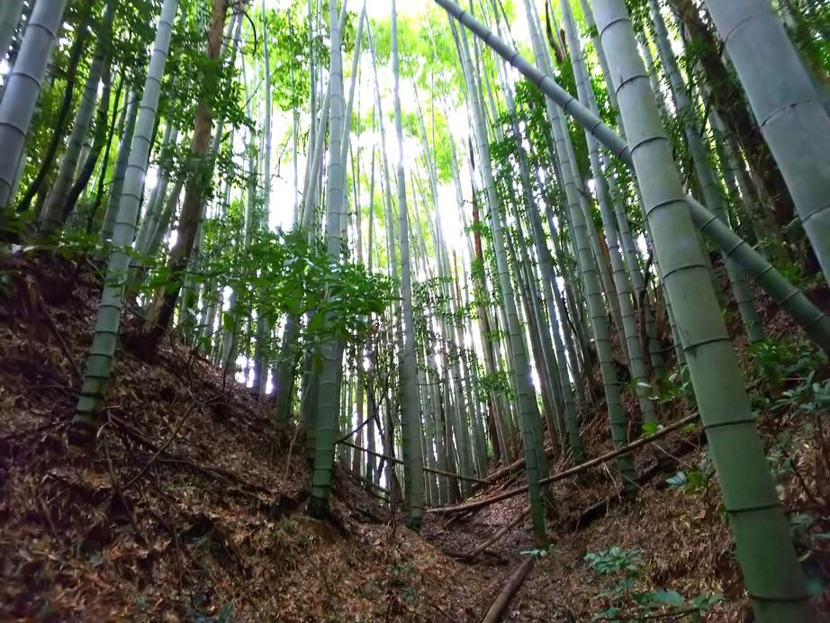 柏野城
