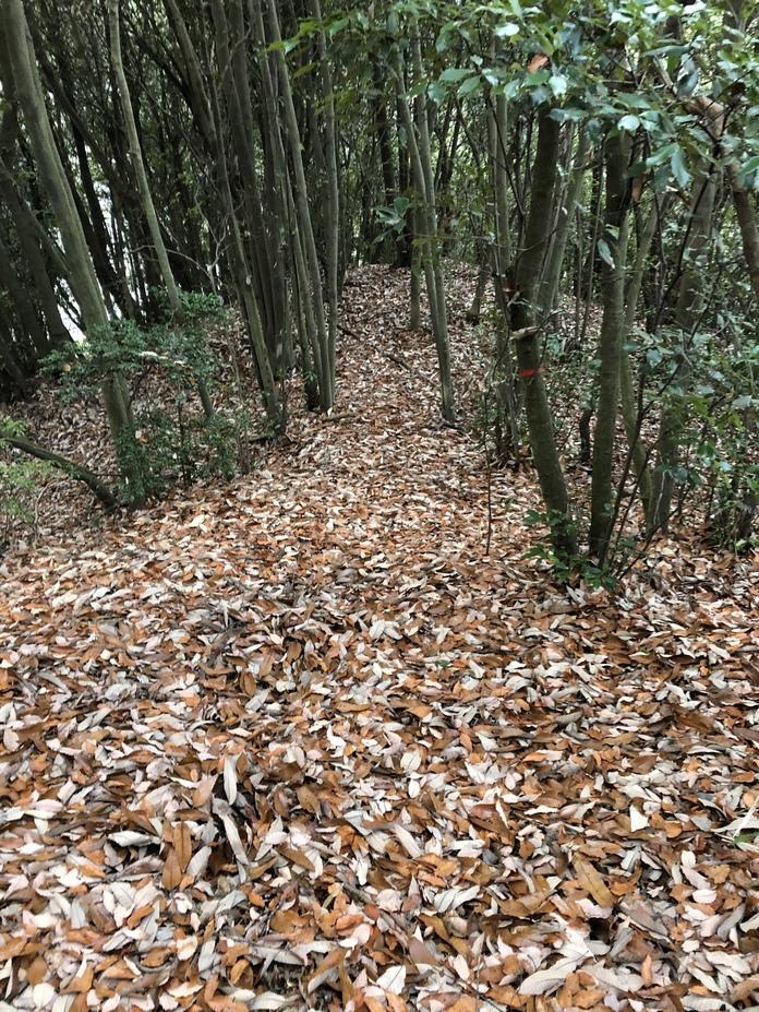丸山城