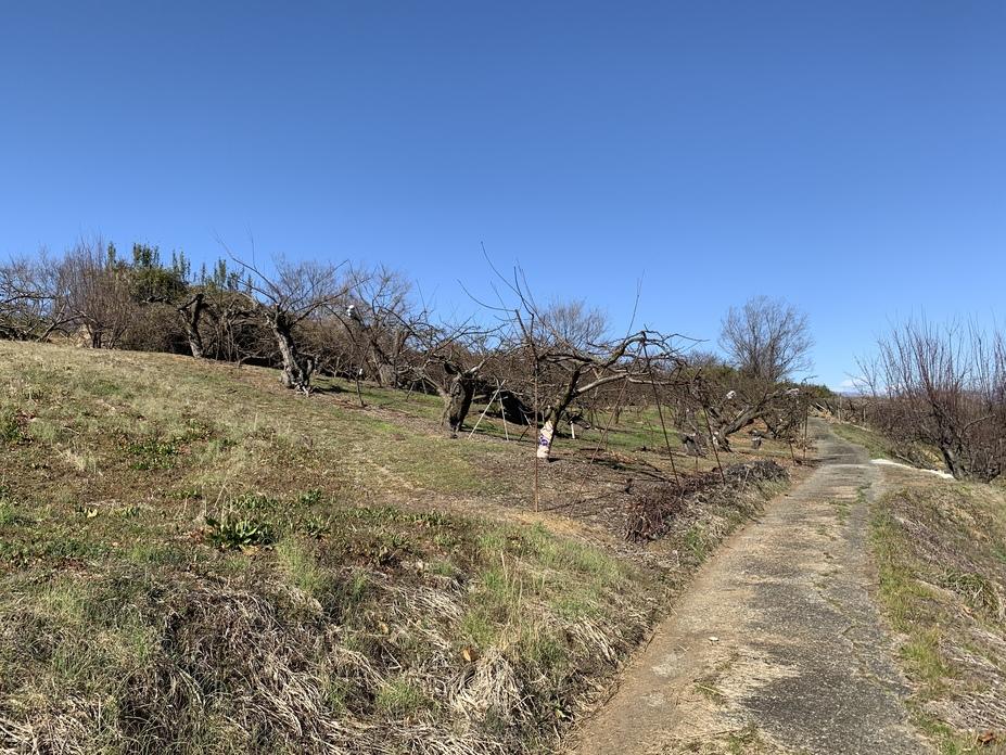 勝山城