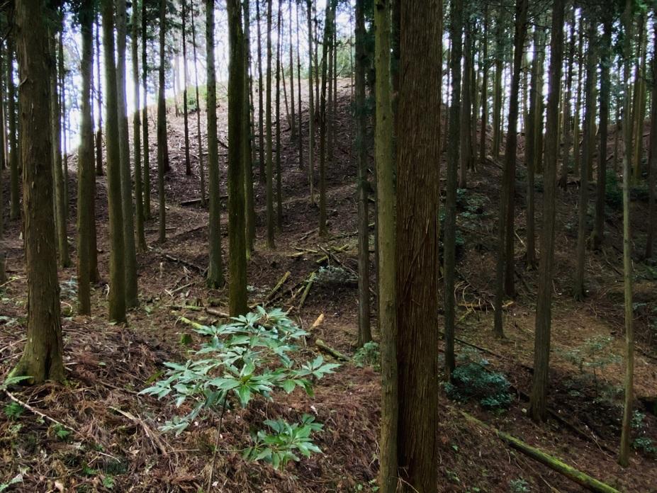松尾山城