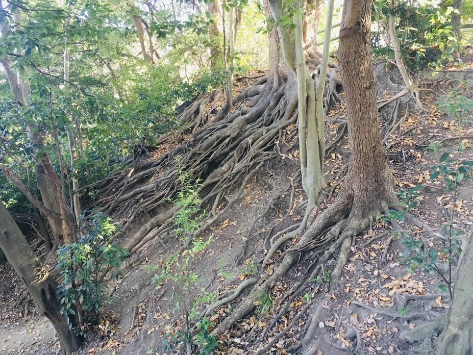 山科本願寺