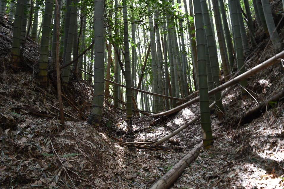 柏野城