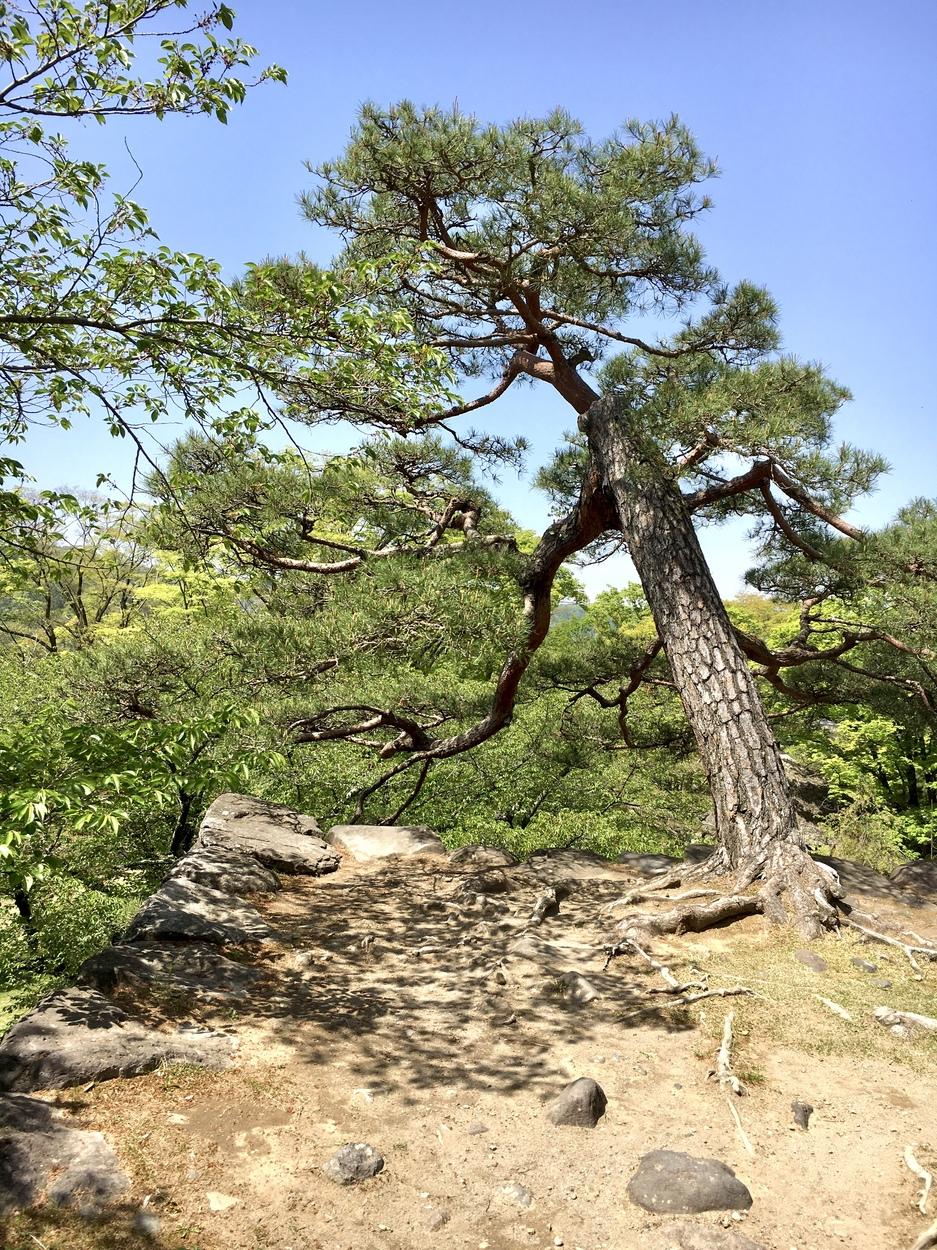 小諸城