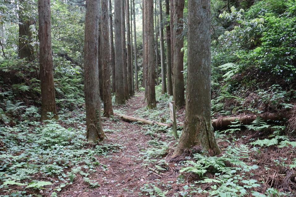 城生城
