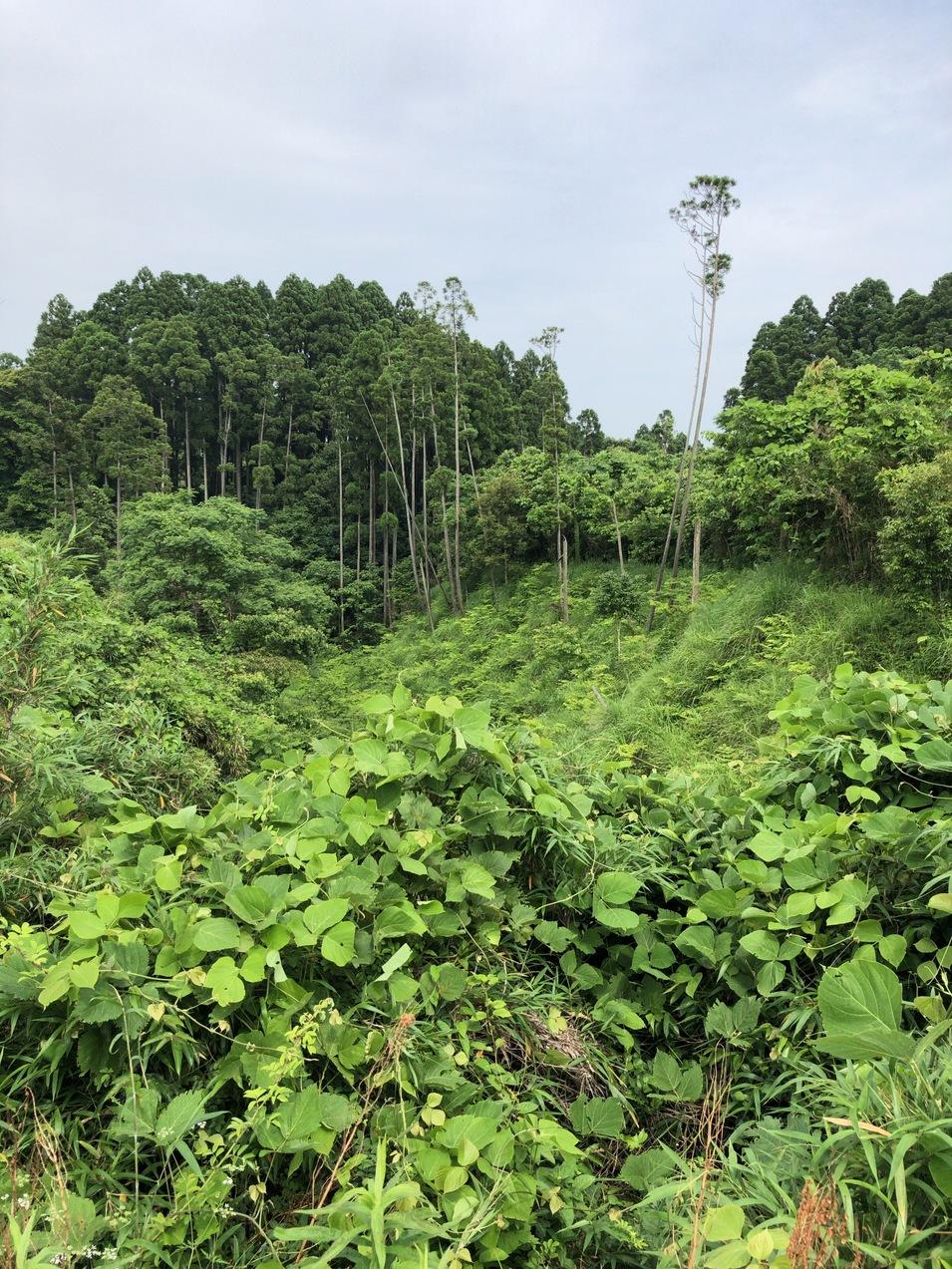 高原城