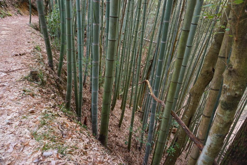 妻籠城