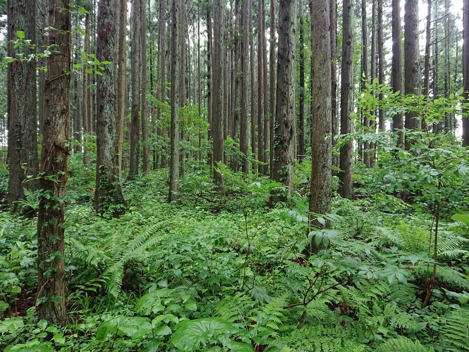 館平城