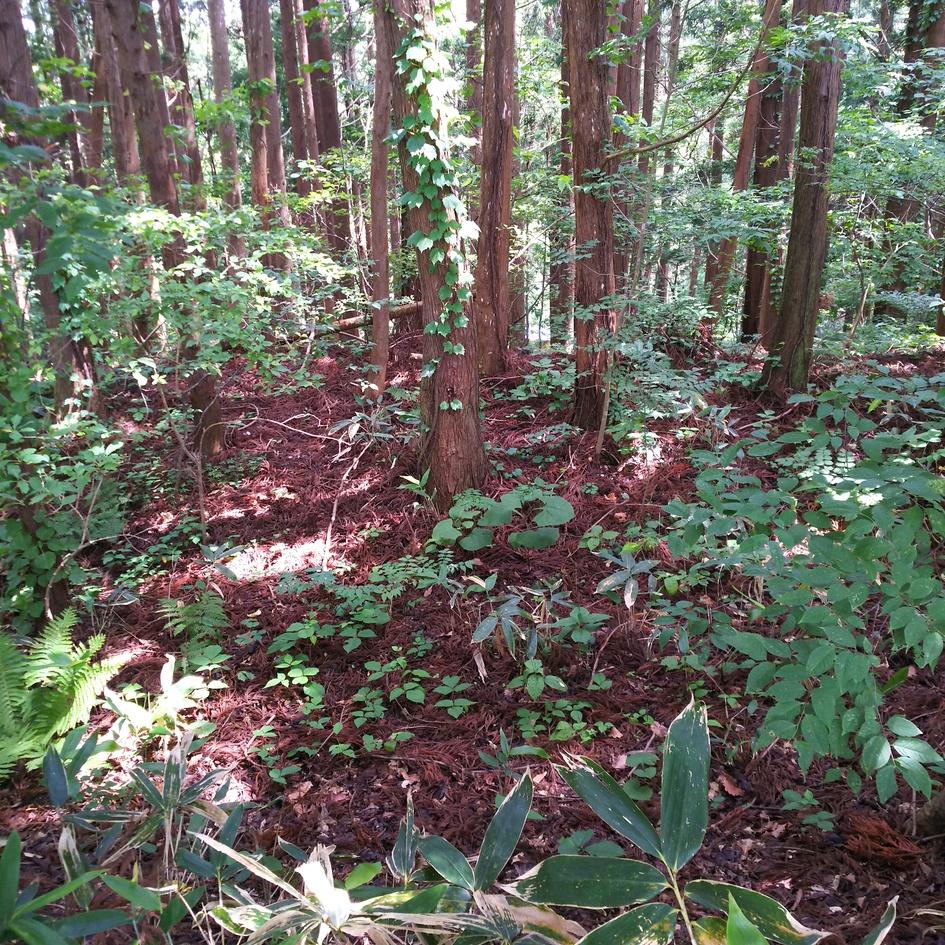 中里城