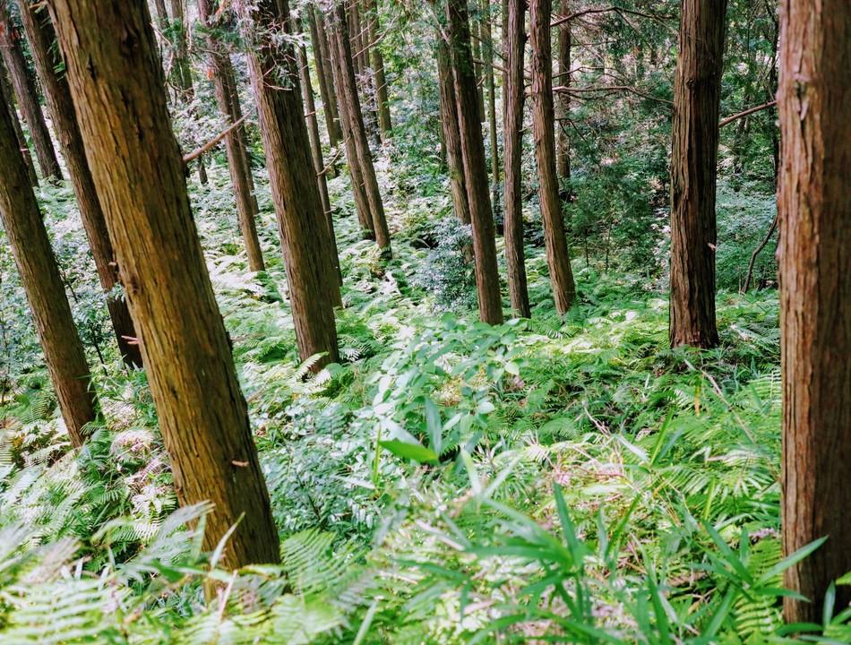 菊川城館