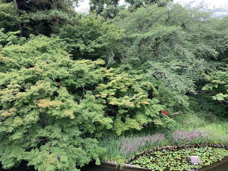 御殿山城