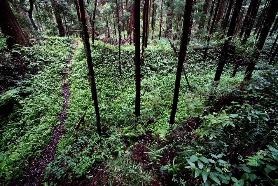 武茂城