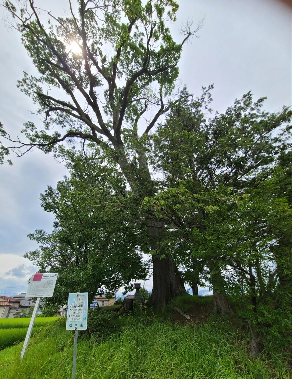 井川城