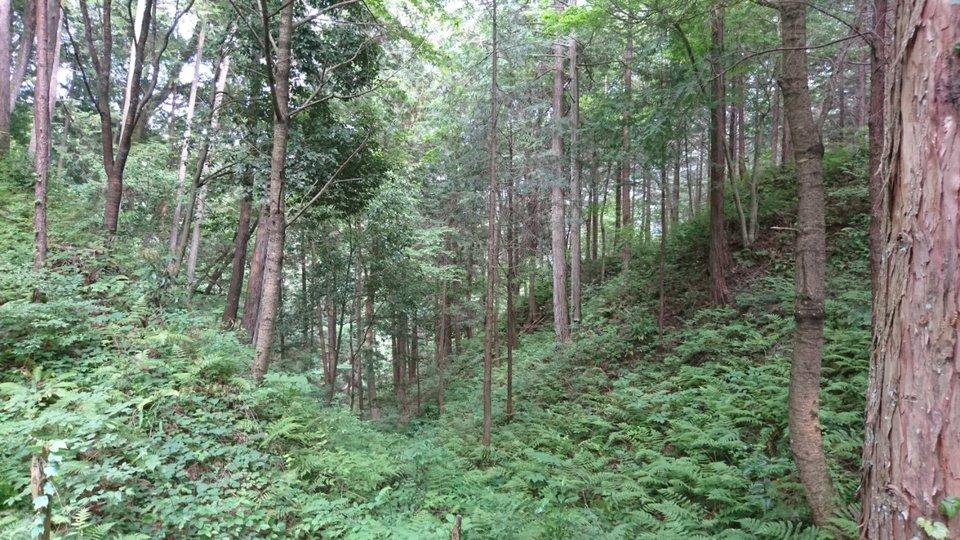 南本城城