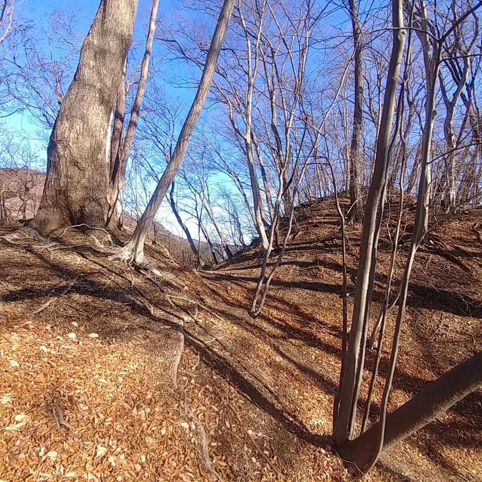 坂本城