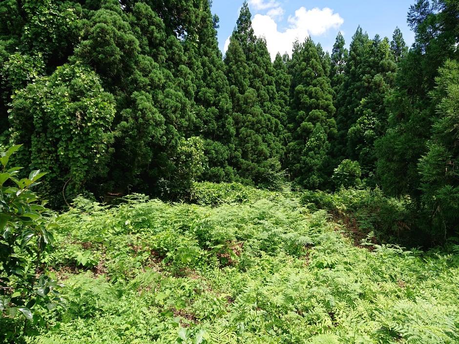 岩井出館