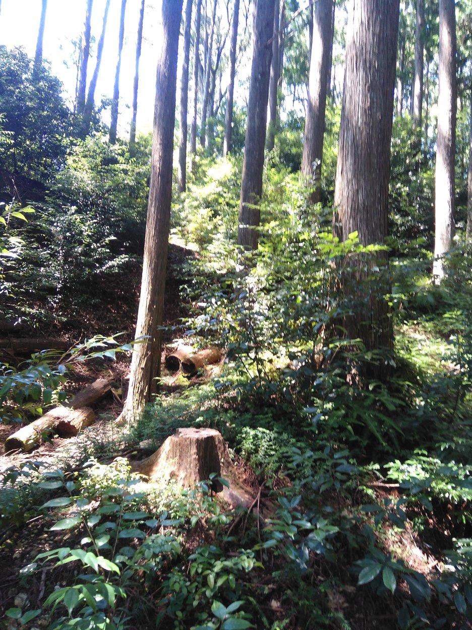 犬居城