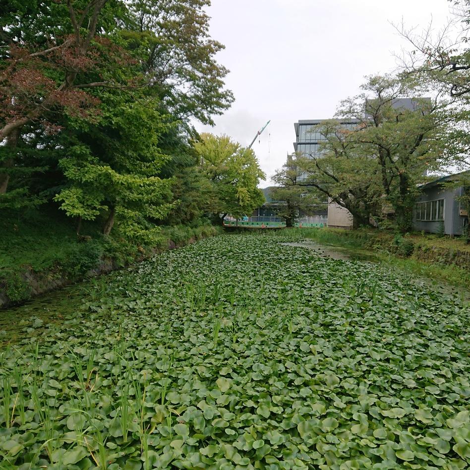 大館城