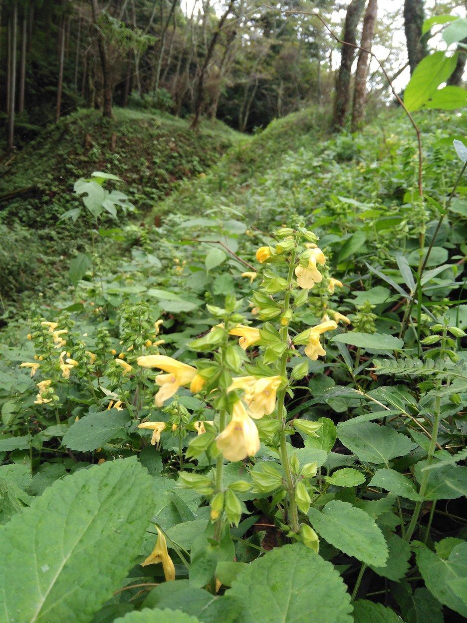 芦野城