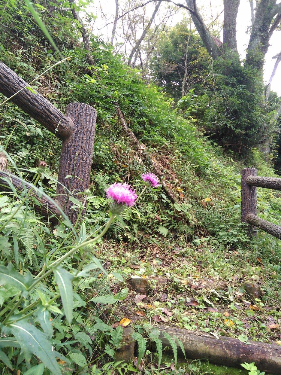 芦野城