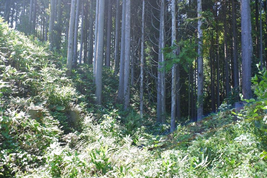 蓬田城