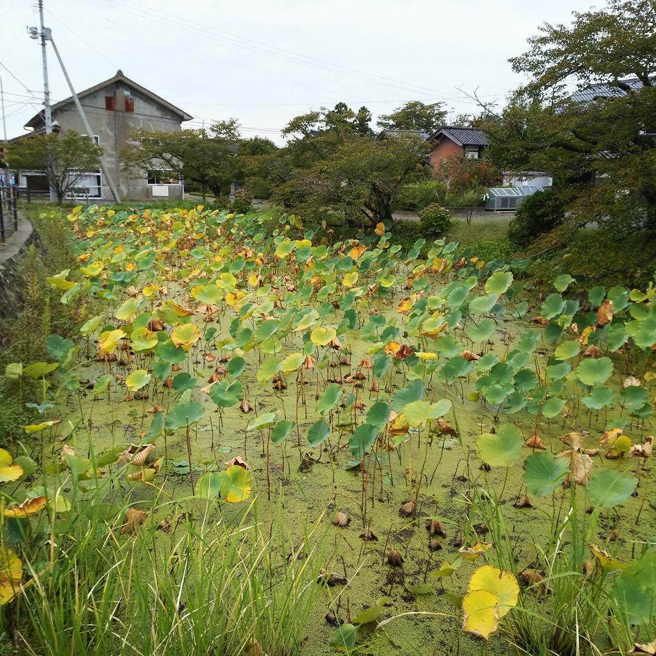 新穂城