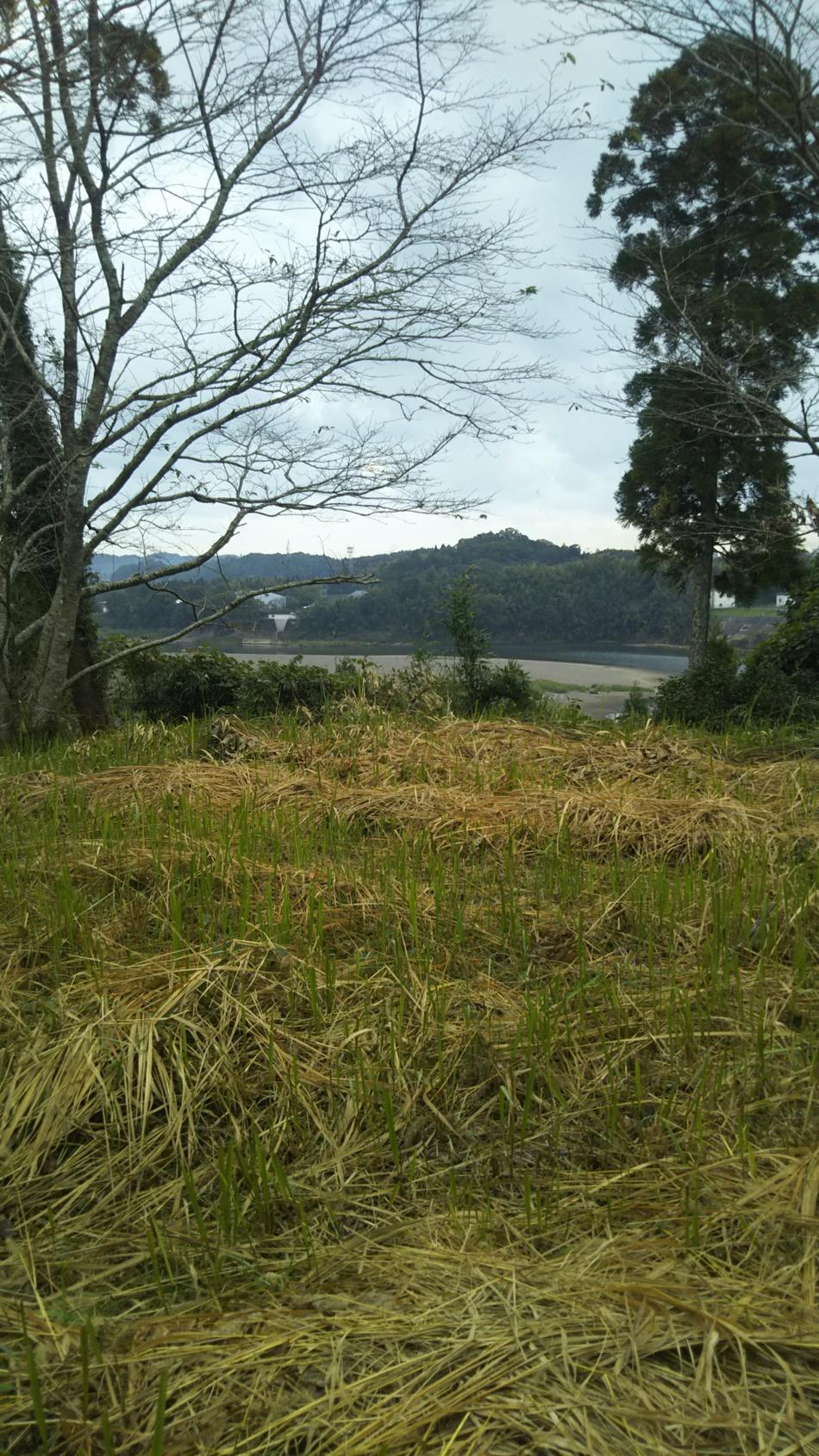 倉岡城