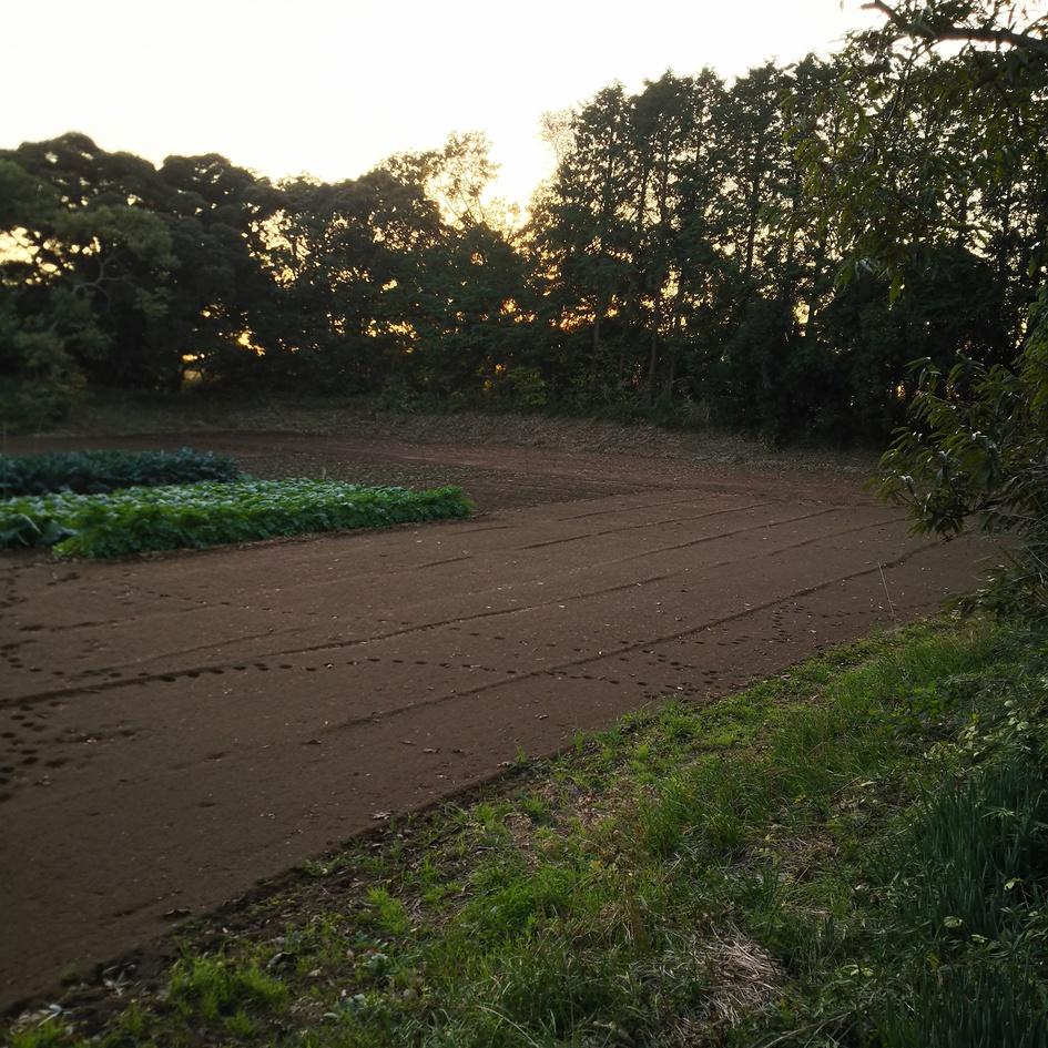 金杉城