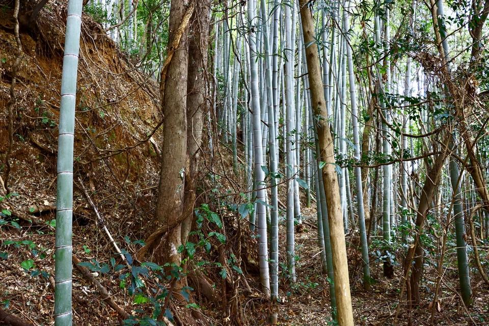 三城城