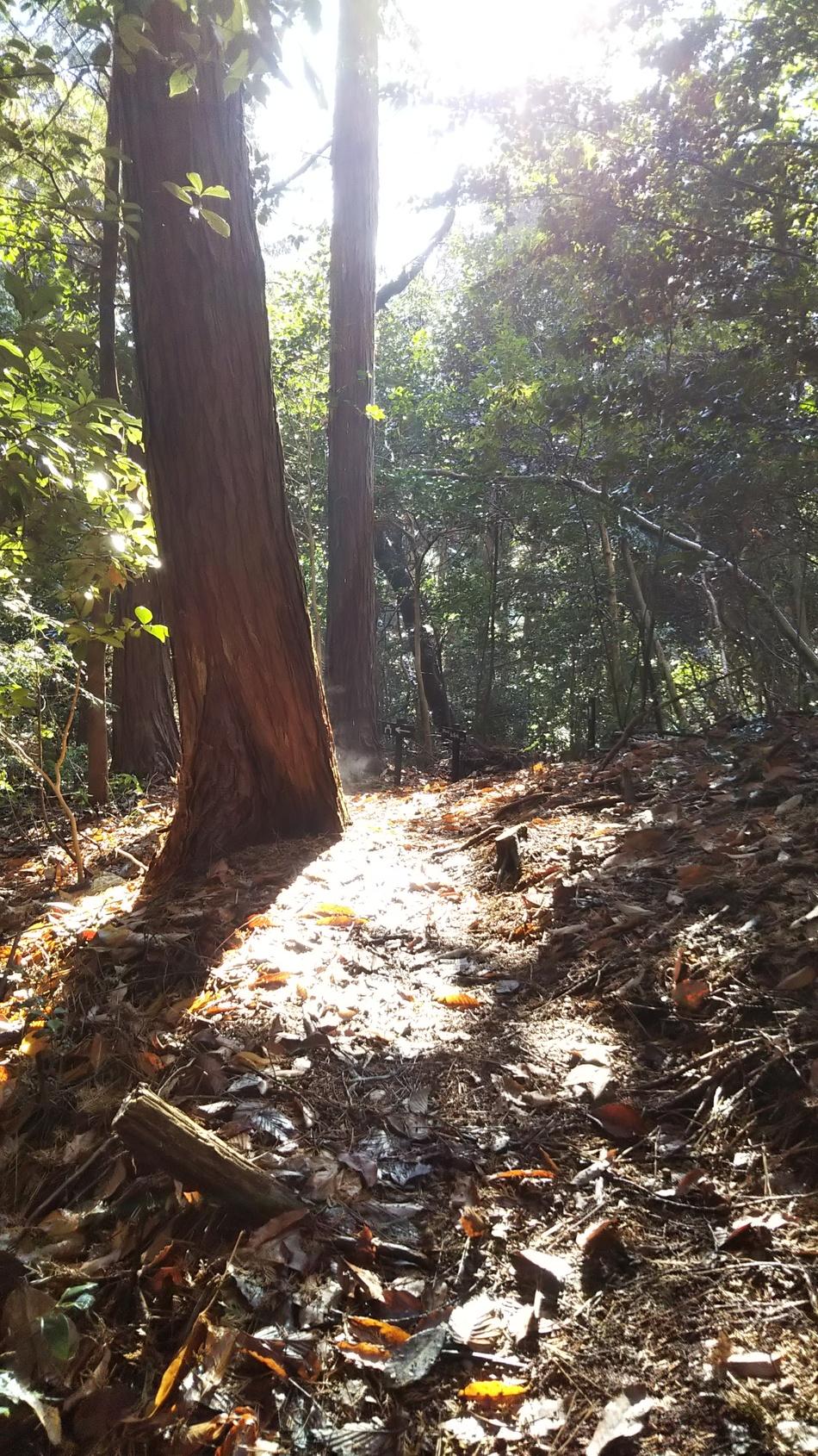 根本城