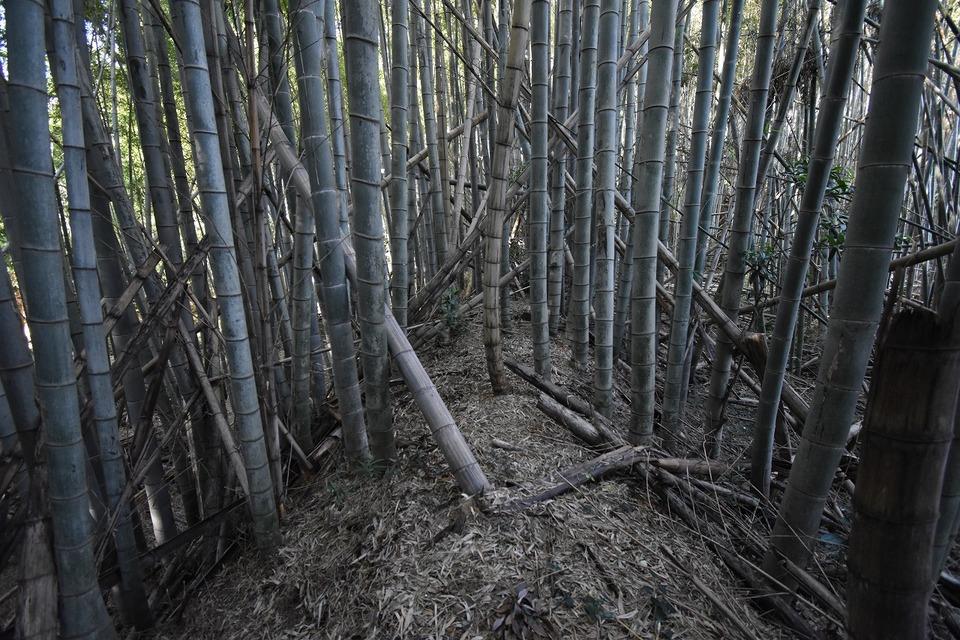三城城