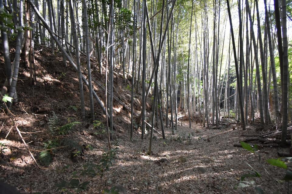 三城城