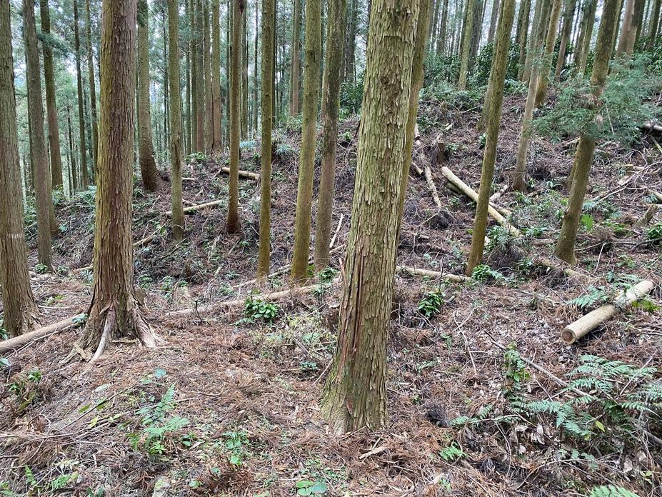 高鳥居城