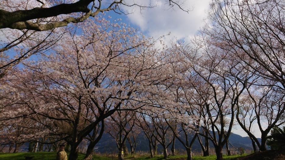 黒崎城