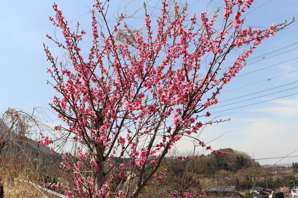 根古屋城