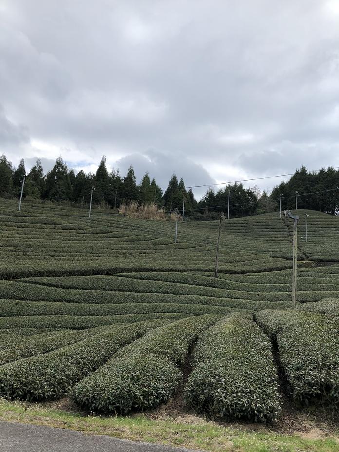 白栖城