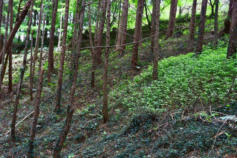丸山城