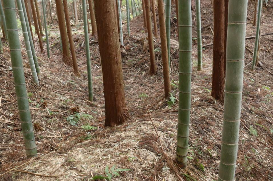 望月城