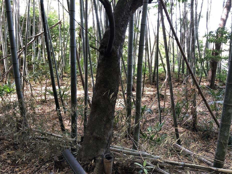 小野田城