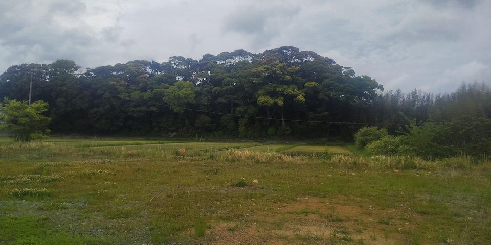 田城城