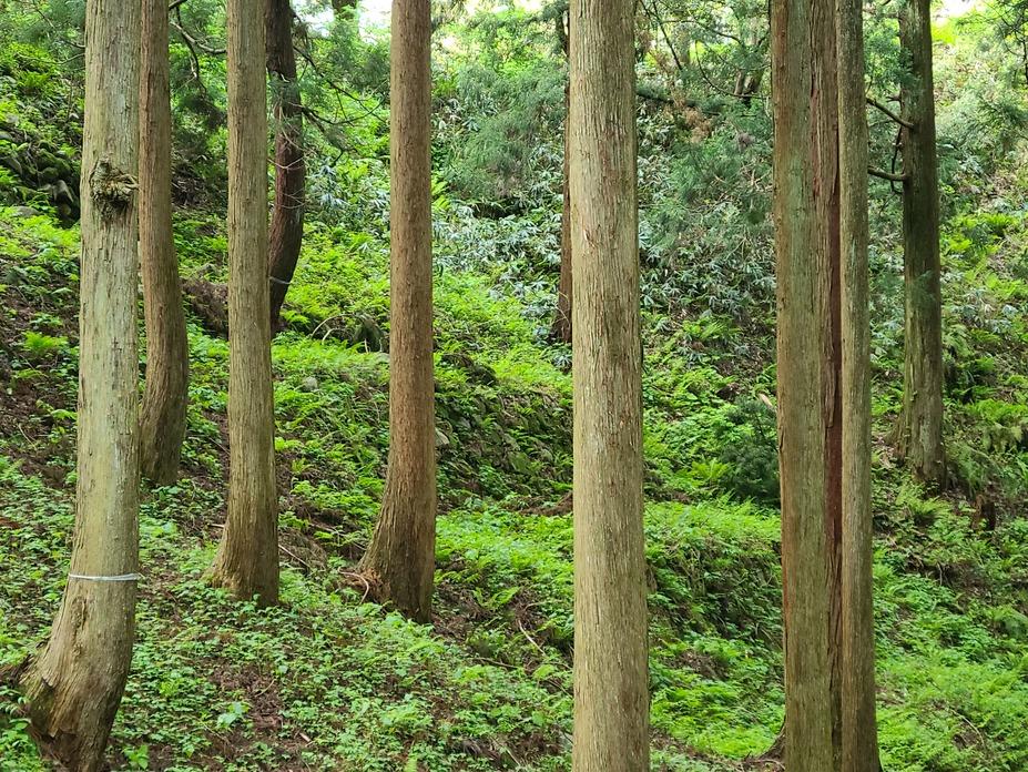 七尾城