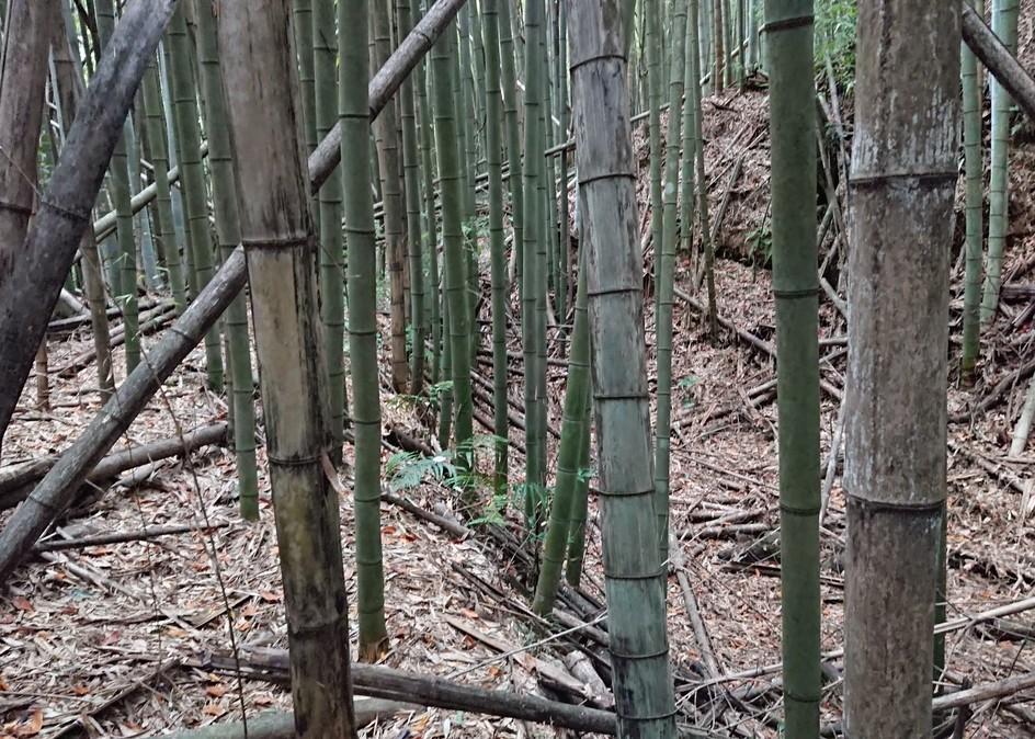 佐治城