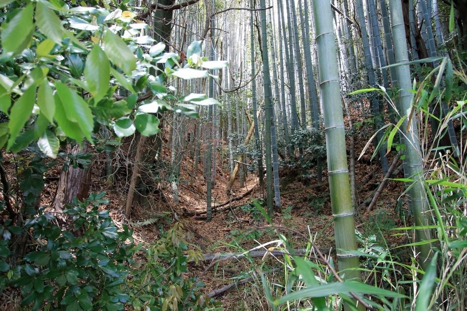 柏野城