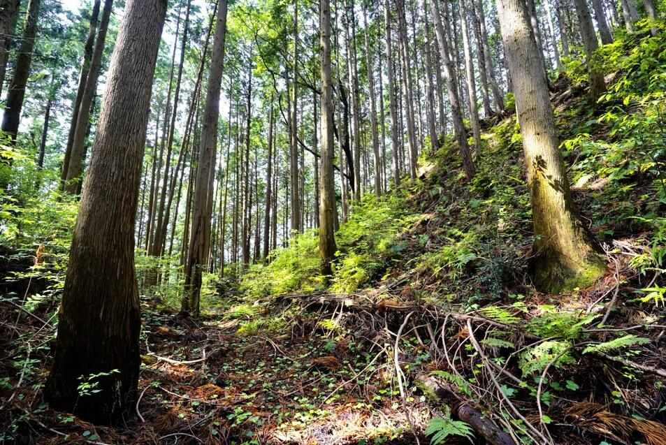 大築城