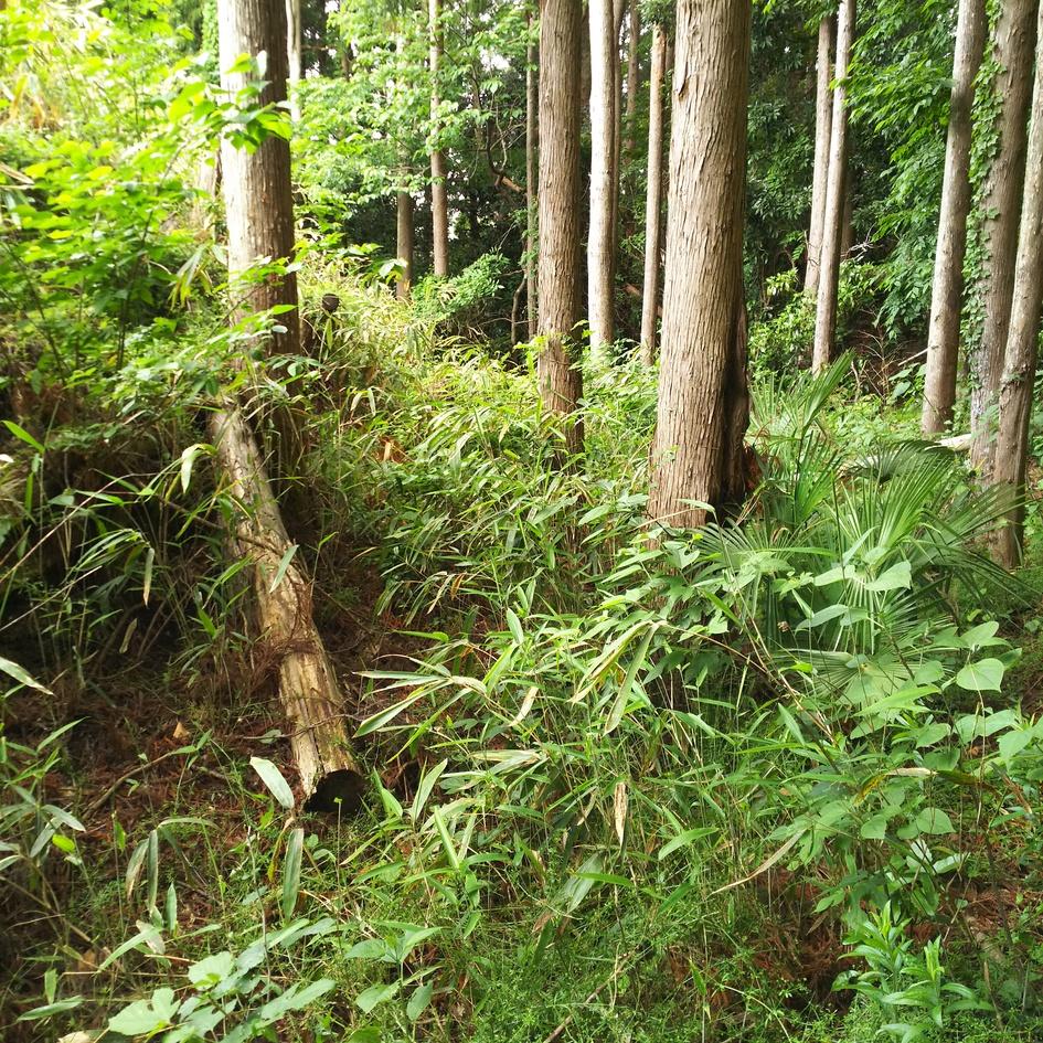塩野田館